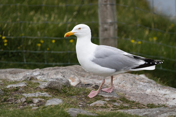 Möwe Irland Donegal