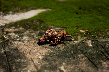 A close-up of a decaying fruit revealing its seeds inside, on a mossy stone background. A concept of the life cycle and rebirth