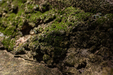 A close-up texture of rock and moss under dramatic light, resembling a miniature mountain range. A dramatic, abstract background