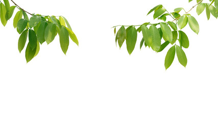 branch leaves or green leaf isolated. Tree Leaf Frame