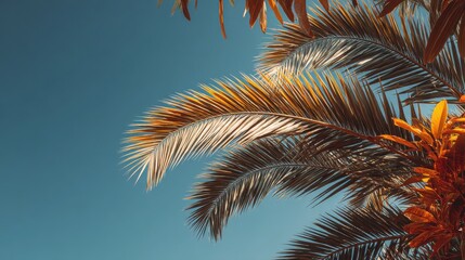 Low angle view of palm leaves against blue sky, modern minimal layout 