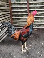 rooster in the farm