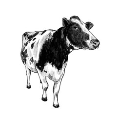Cow Sketch Hand Drawn Illustration for Idul Adha Qurban and Farm Education Design