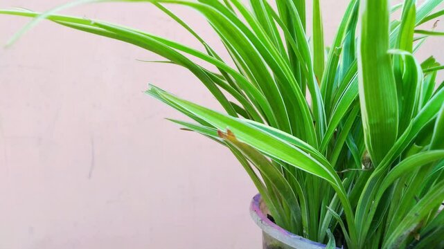 Healthy pandan leaves growing in a clay pot, positioned in front of a pastel-colored wall. The image highlights the long, vibrant green blades of this fragrant tropical plant.
