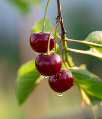 Three cherries are hanging from a tree