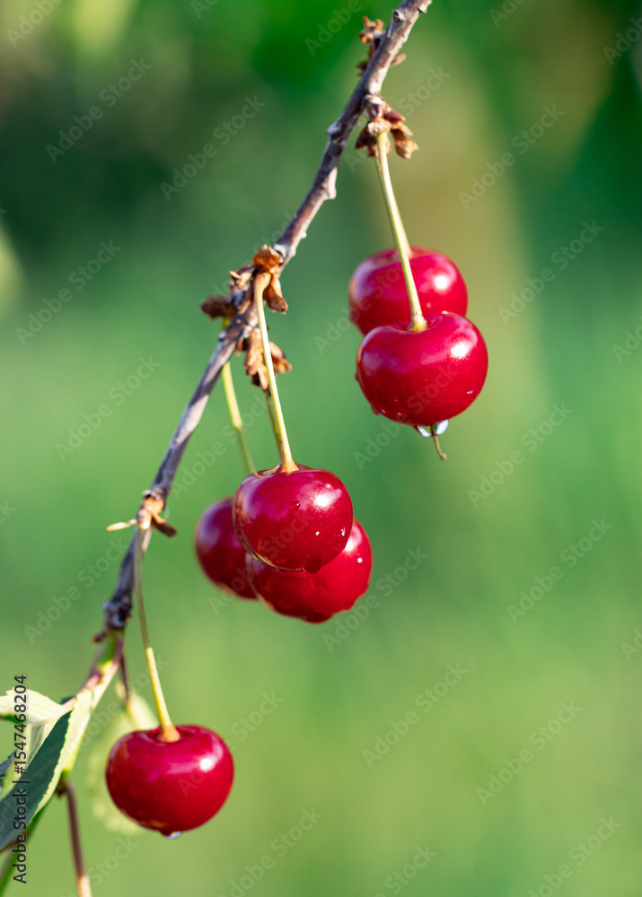 Canvas Prints a bunch of red cherries hanging from a tree branch