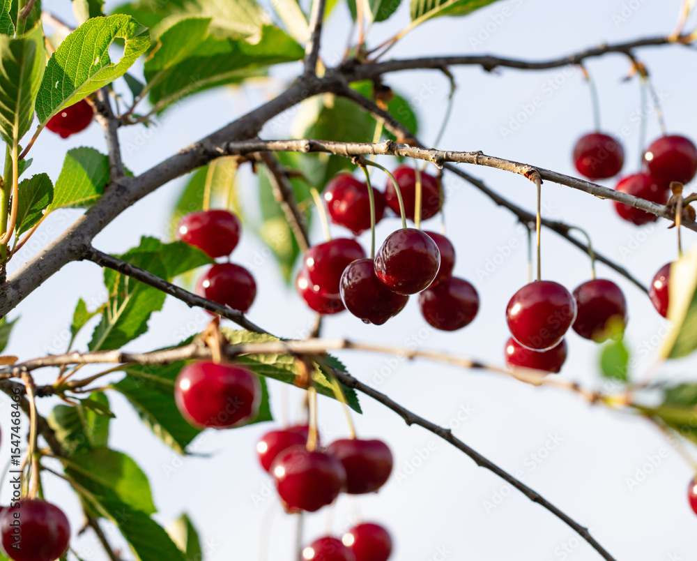 Canvas Prints a tree with many red cherries hanging from it