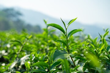 Lush Green Tea Plantation Leaves in Sunlight Vibrant Close up of Tea Bush