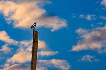 An Oriental Magpie Robin Copsychus saularis on Bamboo in Bhutan