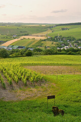 Sancerre, France. Vineyards at Sunset Viewed from a Hilltop. June 8, 2025.
