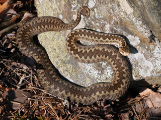 Viper from Finland