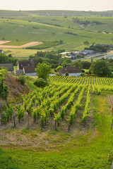 Sancerre, France. Vineyards at Sunset Viewed from a Hilltop. June 8, 2025.