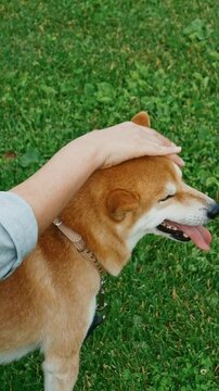 young man in plaid shirt playing training petting hugging and kissing his dog during summer park walk happy loving companionship concept lifestyle	
