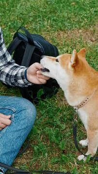 young man owner giving shiba inu dog a pine cone to chew during summer park walk playful outdoor pet bonding concept nature	
