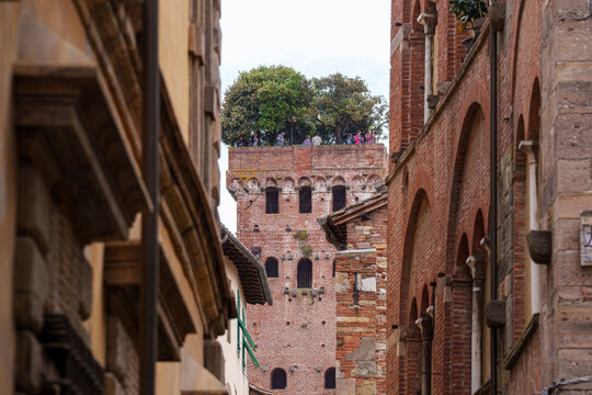 Fototapeta View of Guinigi Tower in Lucca, Italy, with trees growing on the rooftop.