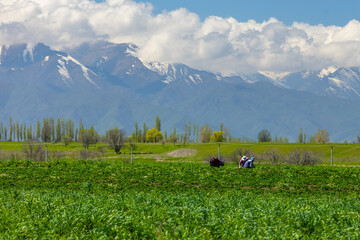 Three adults harvesting crops in peaceful rural field