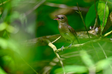 Garden warbler // Gartengrasmücke (Sylvia borin) 