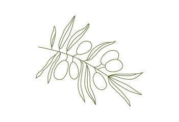 Linear olives branch drawing on transparent background. Outline botanical hand drawn sketch. Italian, Greek, Spanish farming. Healthy nutrition. Olive oil. Vector.	