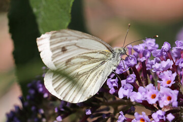 Green-veined White butterfly (Pieris napi) feeding on buddleia flower. Taken near Salisbury, England.