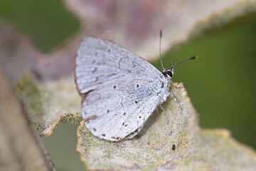Holly Blue butterfly (Celastrina argiolus). Taken near Salisbury, England.