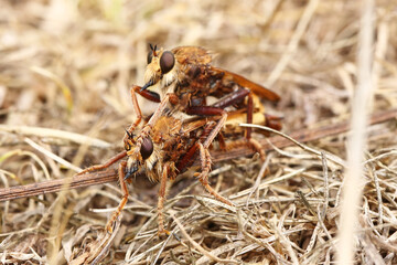 Hornet Robberflies (Asilus crabroniformis) mating. Taken near Salisbury, England.
