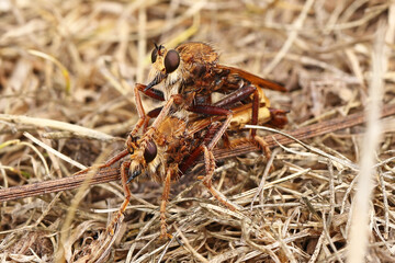 Hornet Robberflies (Asilus crabroniformis) mating. Taken near Salisbury, England.