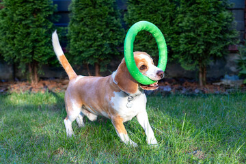 Happy Beagle Dog Playing with Green Ring Toy Outdoors