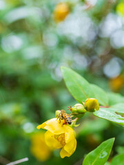 雨の日　金糸梅の黄色い花とミツバチ05