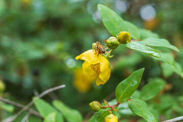 雨の日　金糸梅の黄色い花とミツバチ06