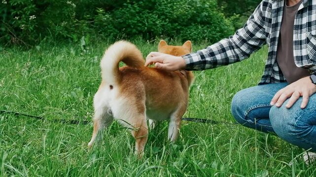 young man in plaid shirt playing training petting hugging and kissing his dog during summer park walk happy loving companionship concept lifestyle	

