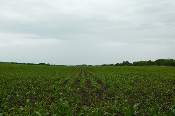 Young corn plants growing in symmetrical rows on a flat agricultural field under cloudy sky. Concept of rural farming and spring cultivation. Serbia country