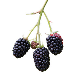 Three juicy blackberries, bursting with freshness, hang on a slender branch, presenting a close-up view of nature's bounty. Each blackberry showcases a vibrant hue and texture.