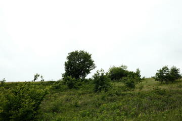 A lone tree stands atop a lush green hill under a cloudy spring sky in the Vojvodina region of...