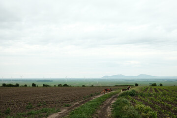 Two dogs walk along a dirt road between farmland with wind turbines and distant hills in Vojvodina, Serbia. German and Australian shepherds walk together