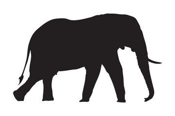 Silhouette of African Elephant Walking Side View Isolated on White Background