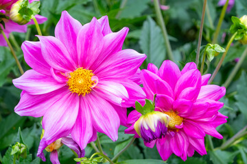 Obraz premium 鮮やかに咲くピンク色のダリアの花