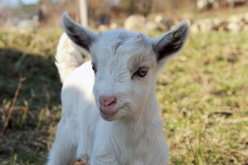 A goat kid