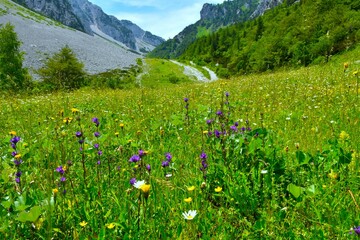 Obraz premium Purple clustered bellflower (Campanula glomerata) flowers at a meadow bellow Zelenica in Karavanke mountains in Gorenjska, Slovenia