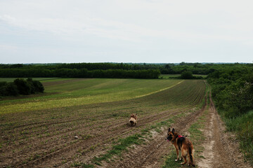 Two dogs walking along a dirt path by green fields and forest. German shepherd looks back toward...