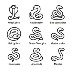 Fototapeta premium Snake Icon Collection. Outline icon set of snake species: king cobra, rattlesnake, boa constrictor, ball python, green tree python