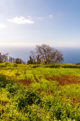 Paisaje en la Corujera, Isla de Tenerife.
