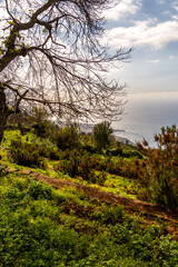 Paisaje en la Corujera, Isla de Tenerife.