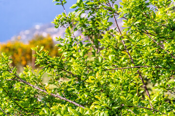 Flora en la Corujera, Isla de Tenerife.