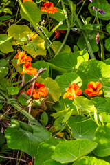 Flora en la Corujera, Isla de Tenerife.