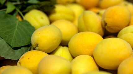 Freshly picked ripe peaches that come in bright and vibrant colors perfect for summertime enjoyment and desserts