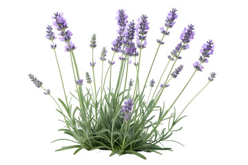 Fototapeta premium Beautiful lavender plant with purple flowers isolated on a sleek black background