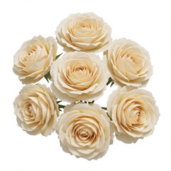 Beautiful Arrangement of Soft Cream Roses Isolated on White Background