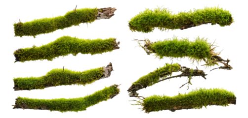 Green Moss and Twigs Isolated on White Background for Nature Design, Isolated on Transparent, white background