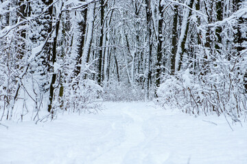 Winter snow covered trees background