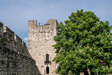 Obraz premium Alter Festungsturm mit Kastanienbaum im Frühling